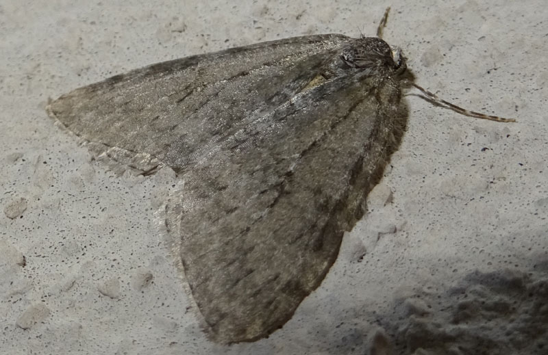 Epirrita sp. - Geometridae